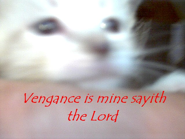 cat.jpg