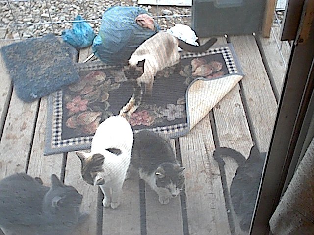 cats.jpg